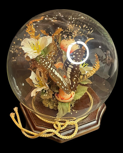 Vintage Butterfly Taxidermy Terrarium Glass Globe Wooden Base