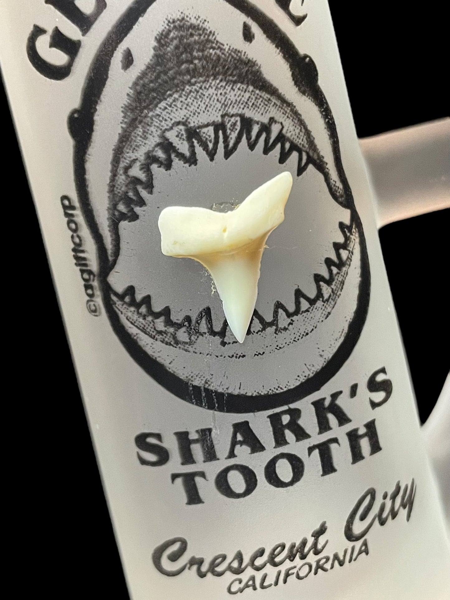 Genuine Shark's Tooth Crescent City California Shot Glass