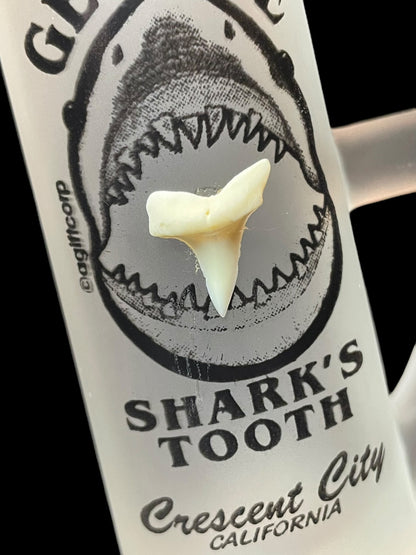 Genuine Shark's Tooth Crescent City California Shot Glass